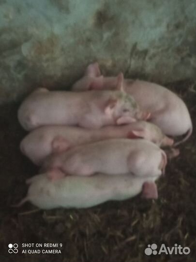 Поросята