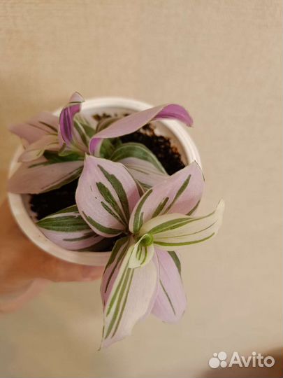 Традесканция Pink Hill (Розовый холм)