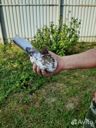 Голуби Брянские Турманы