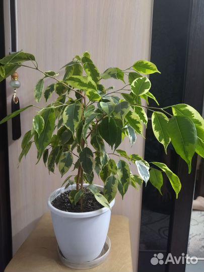 Фикус бенджамина