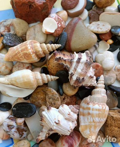 Ракушки разные
