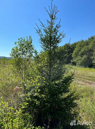 Живые елки и сосны 1-6 м + доставкa 175*5432