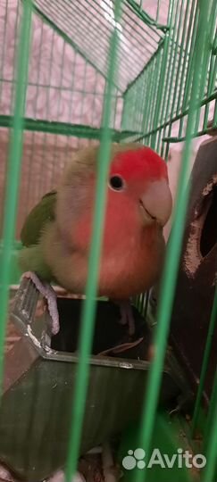 Попугай неразлучники пара