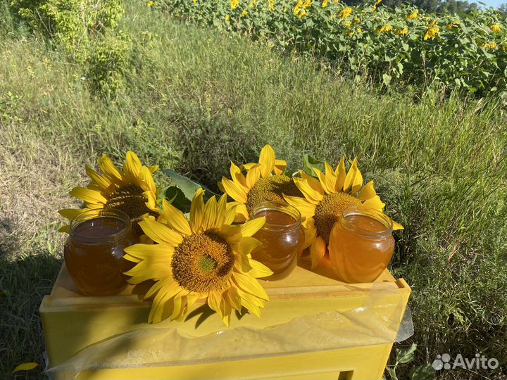Мёд разнотравье и подсолнечник оптом и в розницу