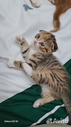 Шотландская вислоухая