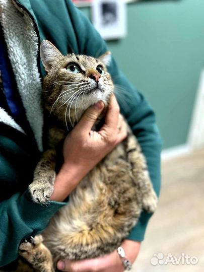 Котик Батончик ищет семью