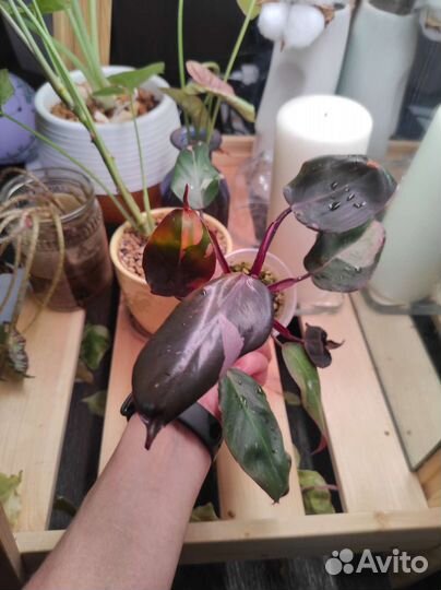 Филодендрон розовая принцесса