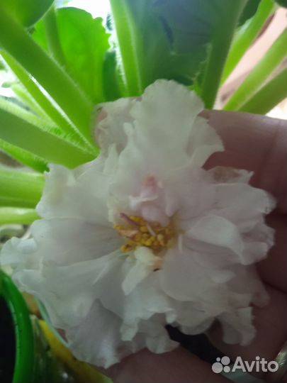 Листочки фиалочек набор