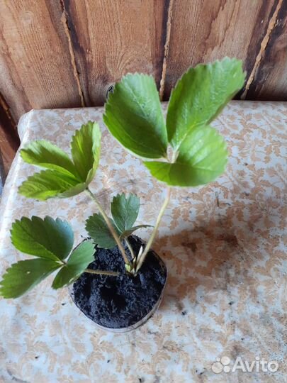 Саженцы виктории Азия,Максим