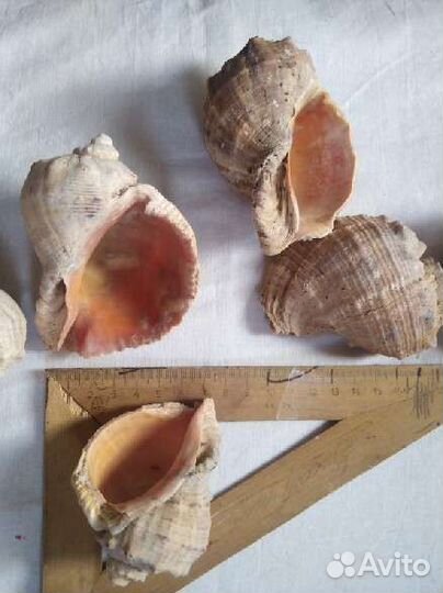 Морские ракушки раковины