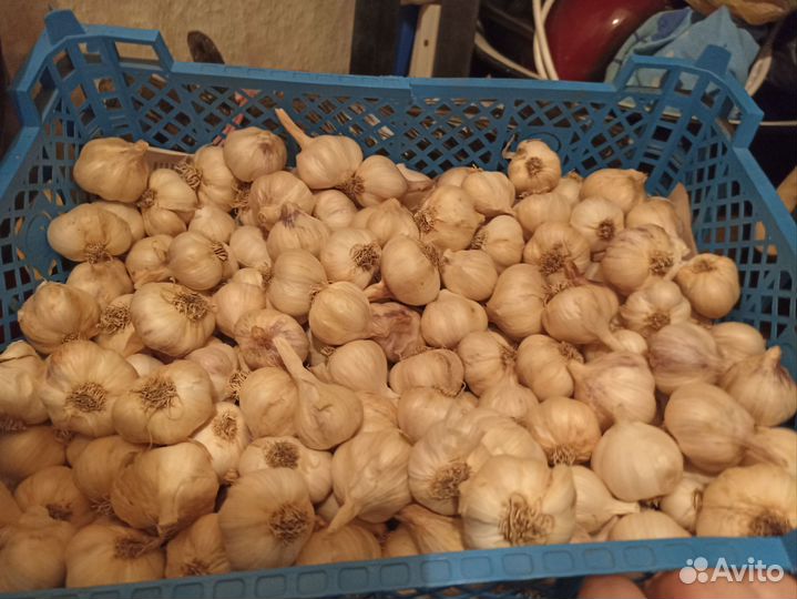 Чеснок на посадку