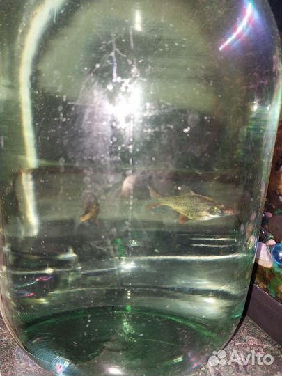 Аквариумные рыбки