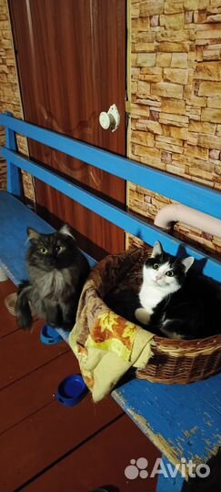 Кошка в дар