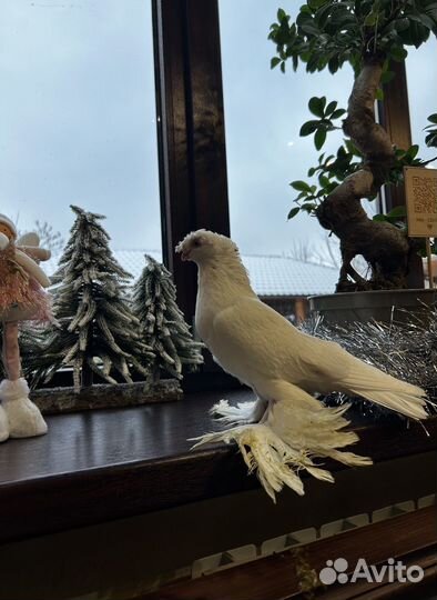 Голуби гульбадам