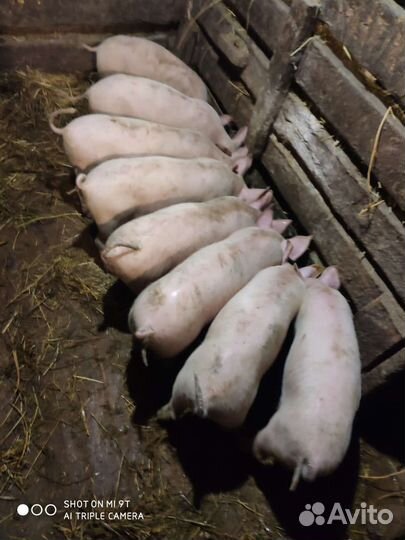 Поросята Крупно белая+ландрас