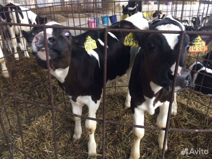 Подрощенные бычки