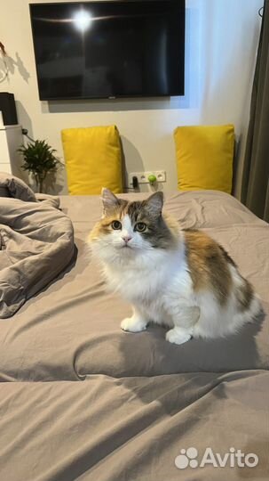 Домашняя кошка