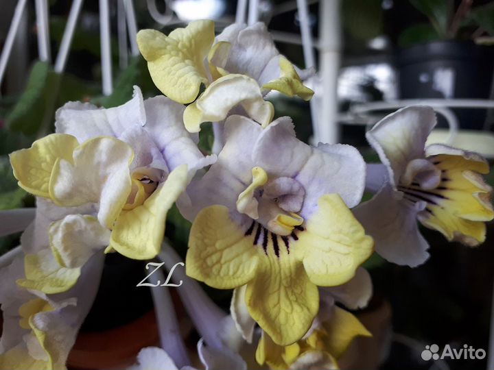 Стрептокарпусы желтоцветковые и не только