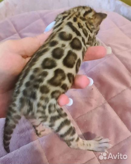 Бенгальская