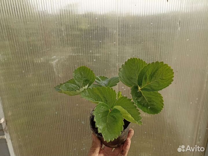 Клубника Мальвина, Альба, Азия, Клери, Хоней