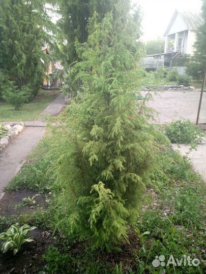 Можжевельник обыкновенный