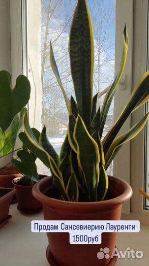 Цветок Сансевиерия