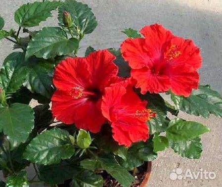 Гибискус махровый, китайская роза