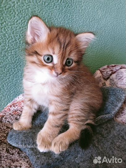 Отдам котят в добрые руки
