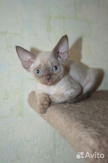 Котята девон-рекс