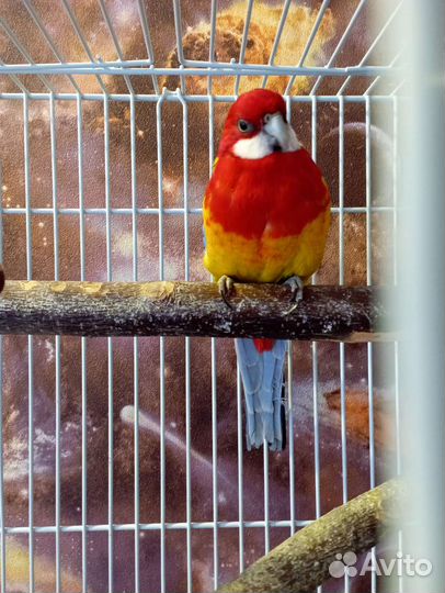 Попугай розелла, пара