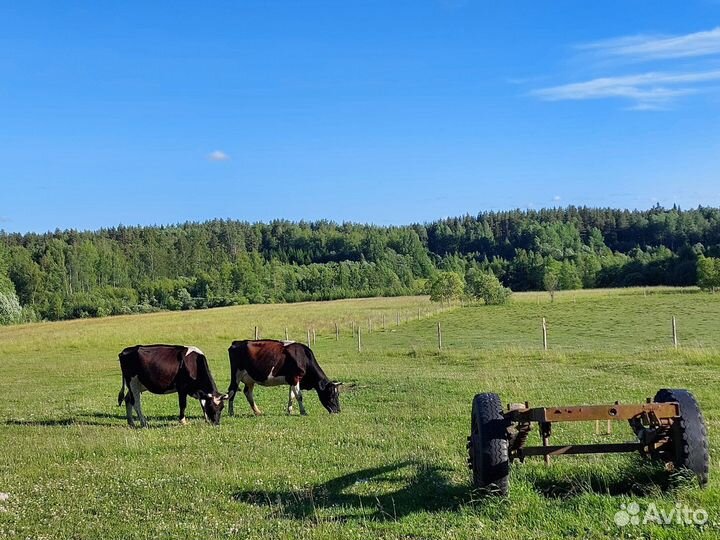 Корова дойная