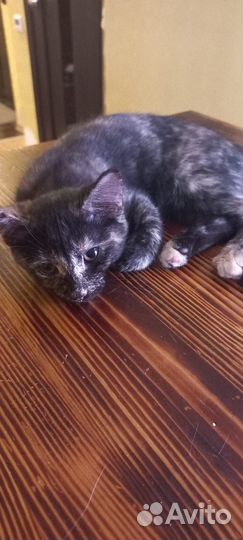 Отдам котят в хорошие руки