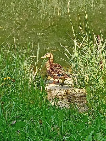 Дача 25 м² на участке 6 сот.