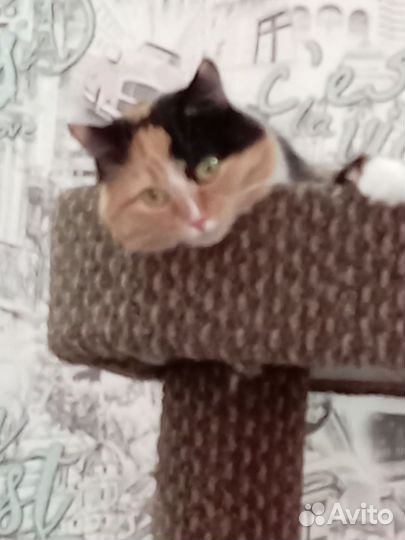 Венгерская мангалица