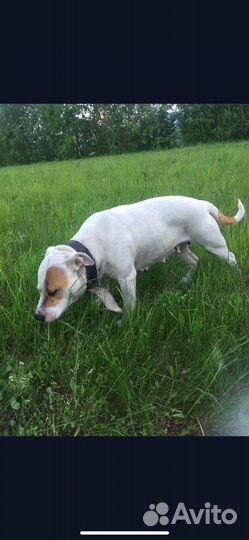 Питбуль в добрые руки