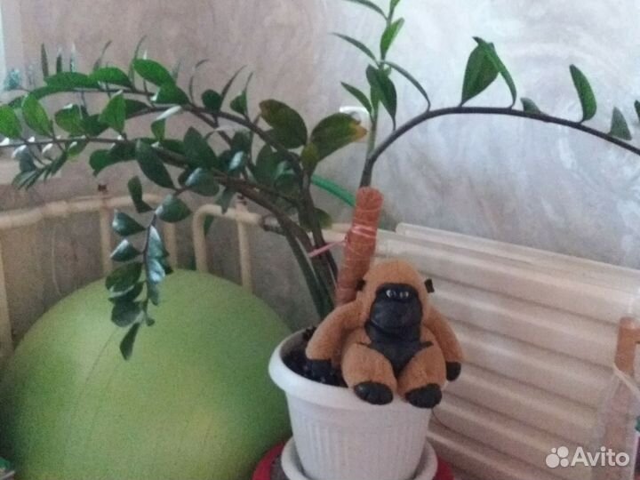 Цветы
