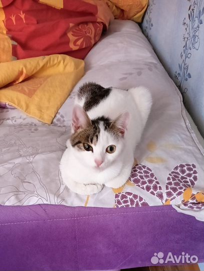 Кошечка в добрые руки