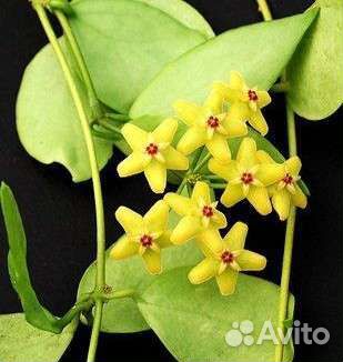 Хойя (часть 3)