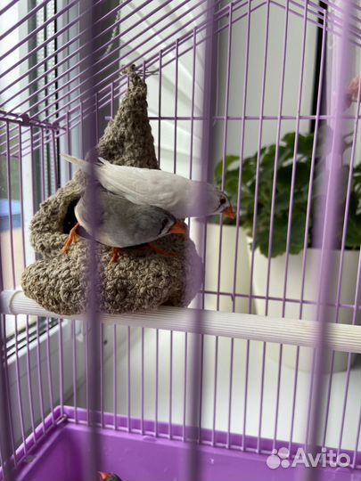 Амадины с клеткой