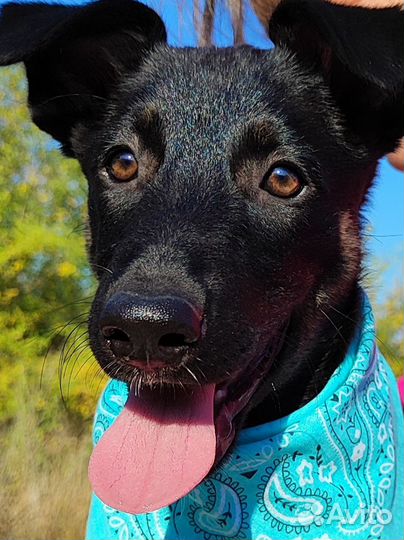 Щенок Яночка