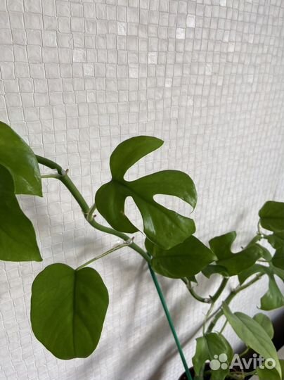 Рафидофора тетрасперма