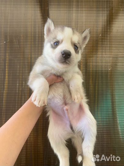 Щенки сибирской хаски