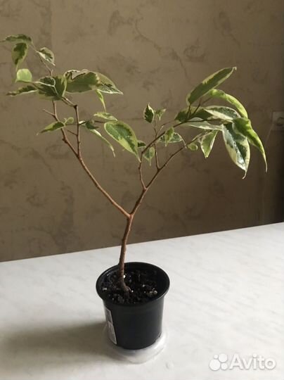 Фикус бенджамина