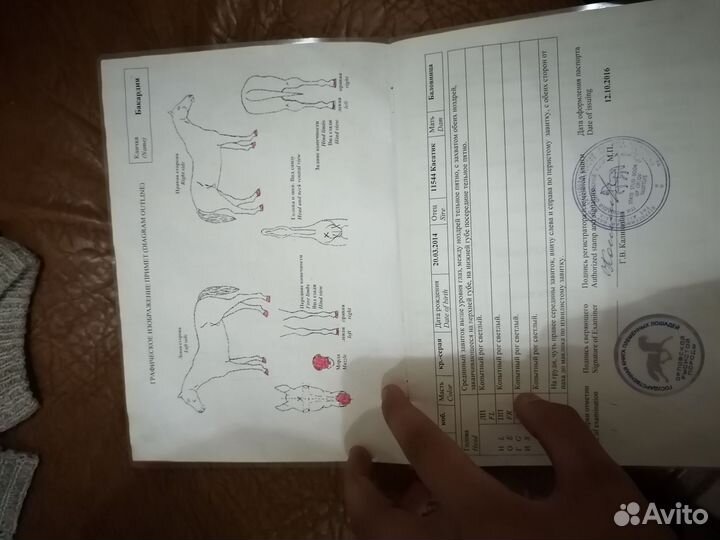 Лошади