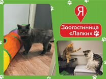 Передержка животных Груминг собак и кошек