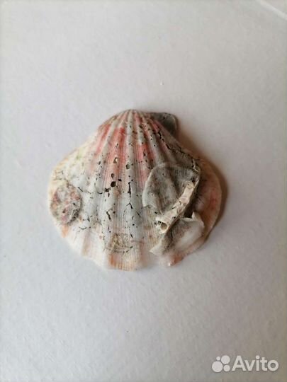 Ракушка с окаменелостями