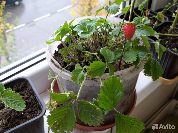 Земляника на окне