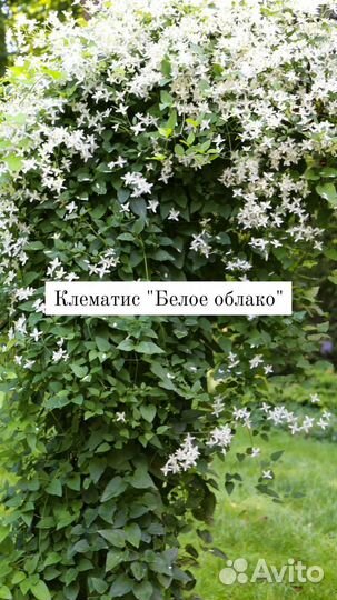 Клематис/спирея