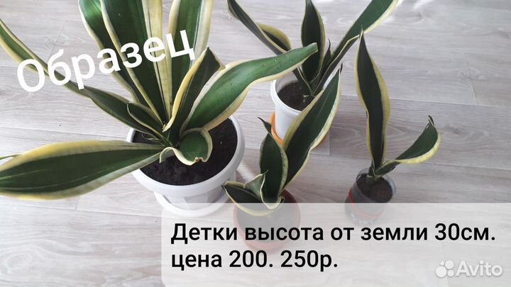 Сансевиерия