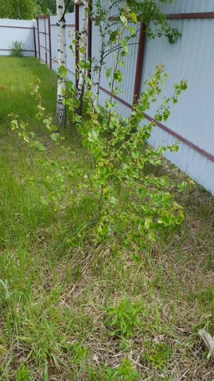 Дача 32 м² на участке 12 сот.